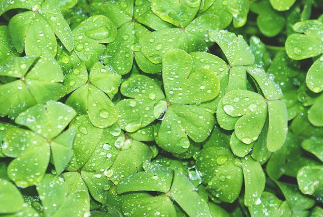 St. Patrick’s Day Green Treats
